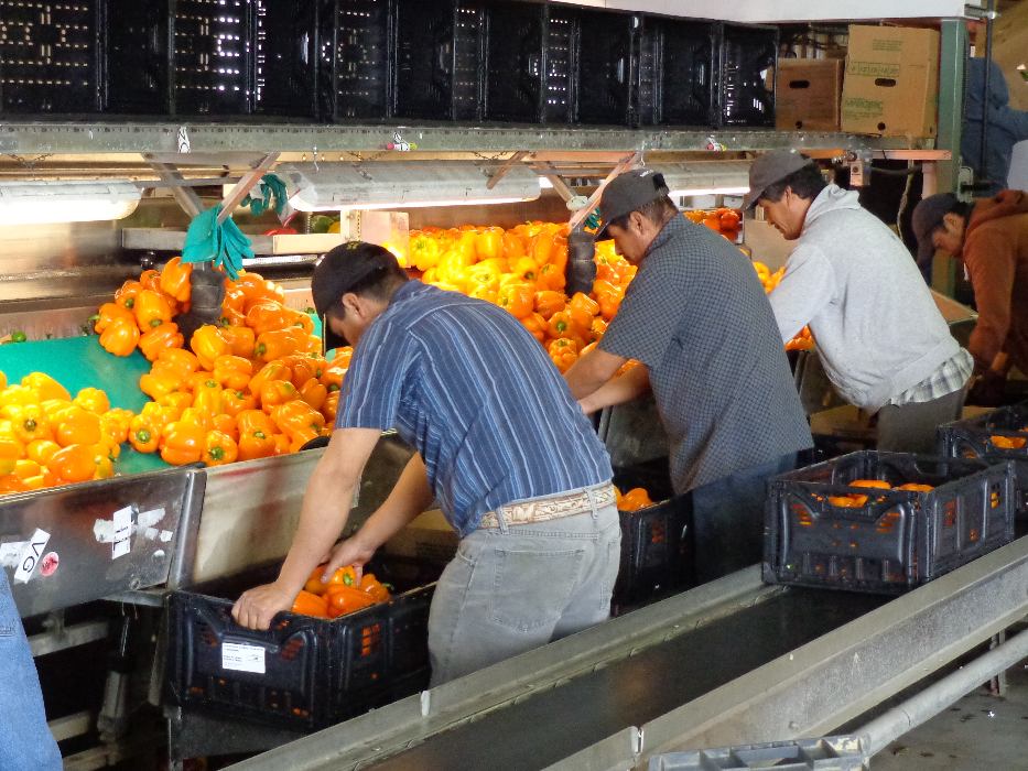Boxing Chutes filling RPCs on a Bell Pepper packing line