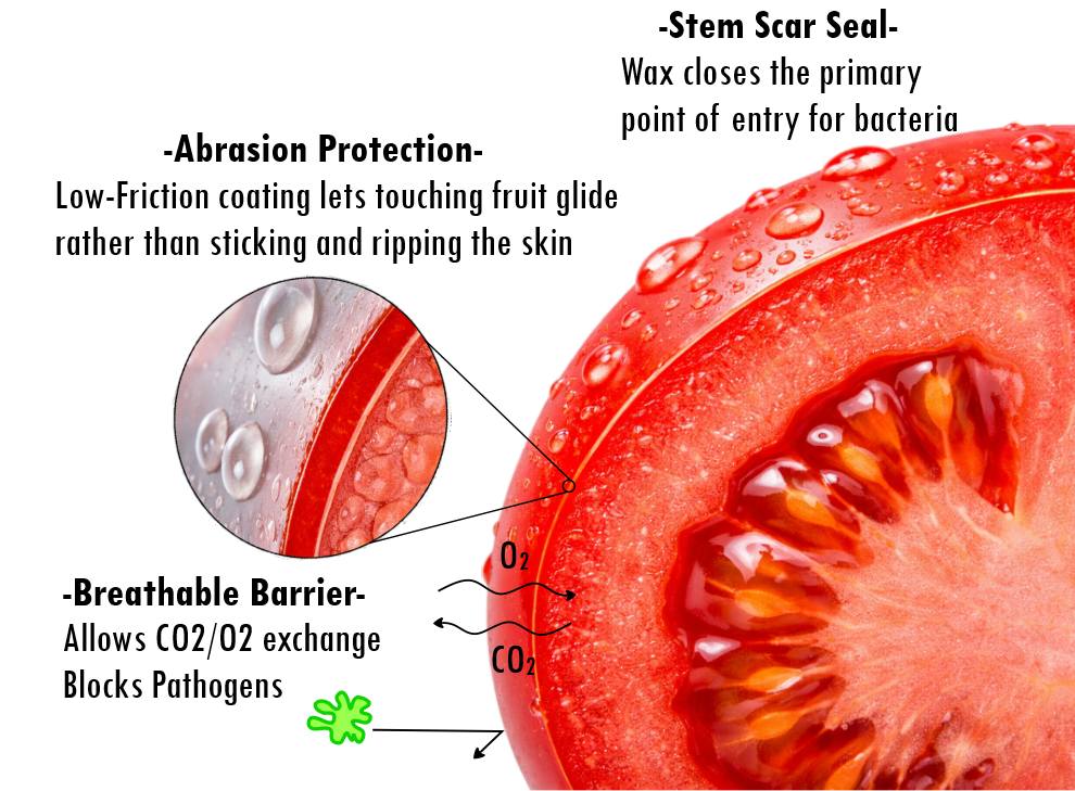 Tomato Cuticle close-up